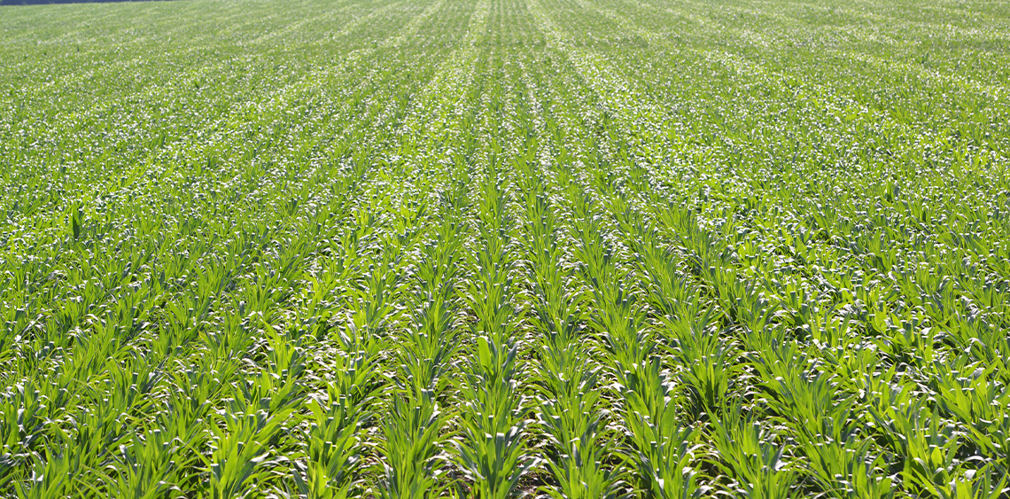 Русь слайдер