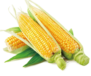 Кукуруза